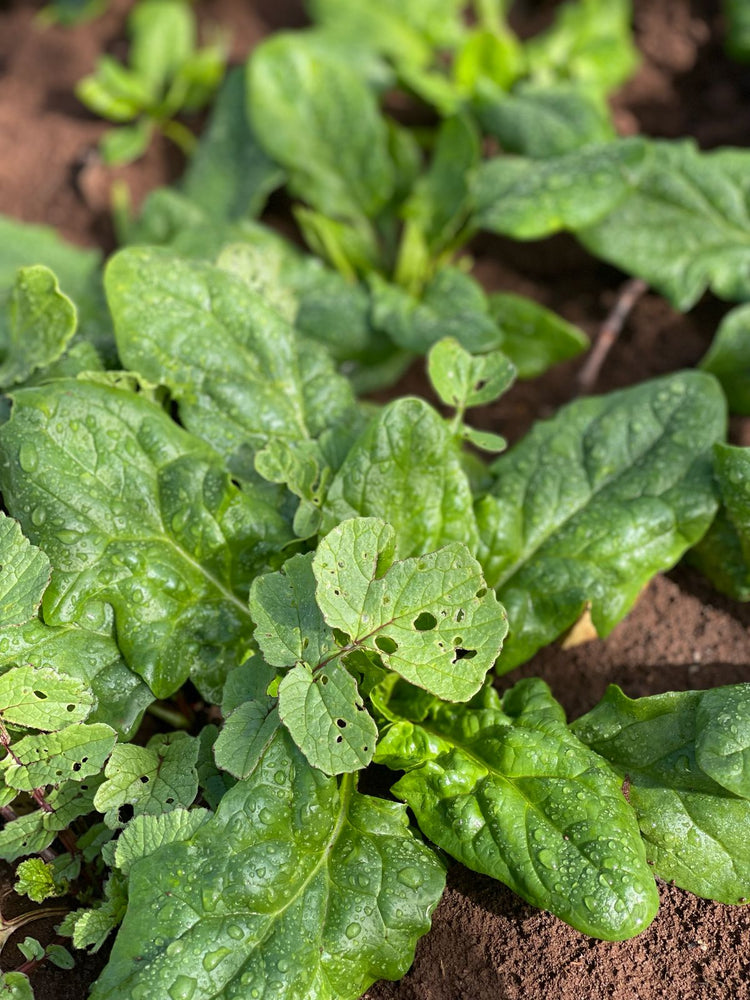 Herbes & Salades