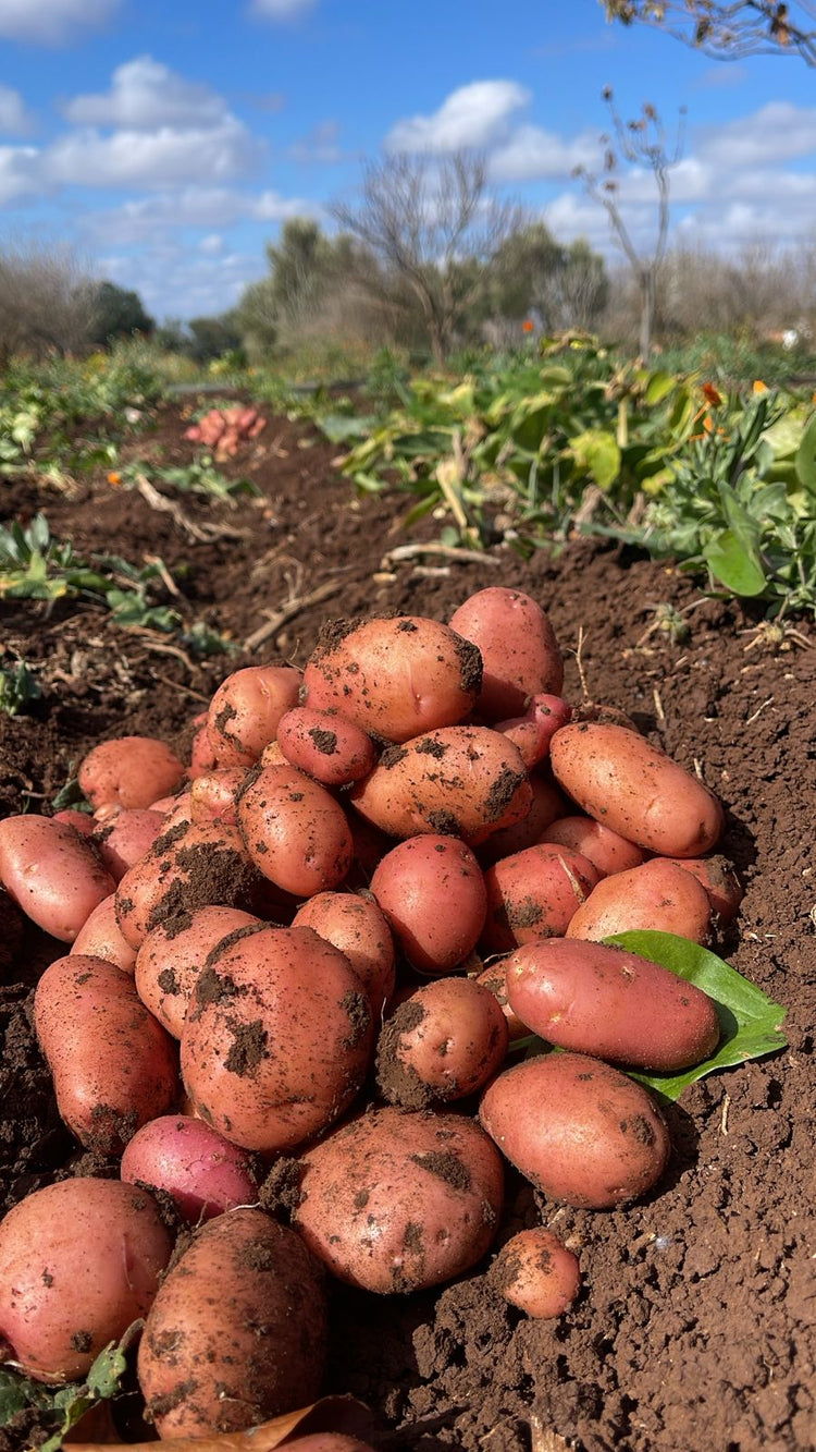 Légumes