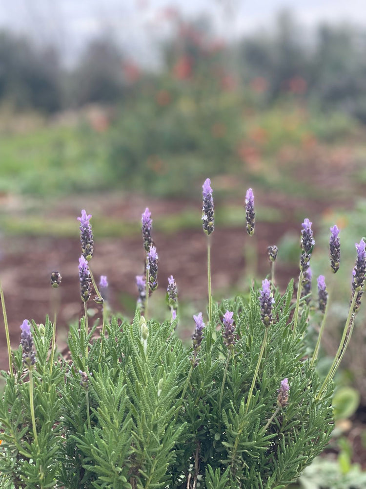 Herbes aromatiques