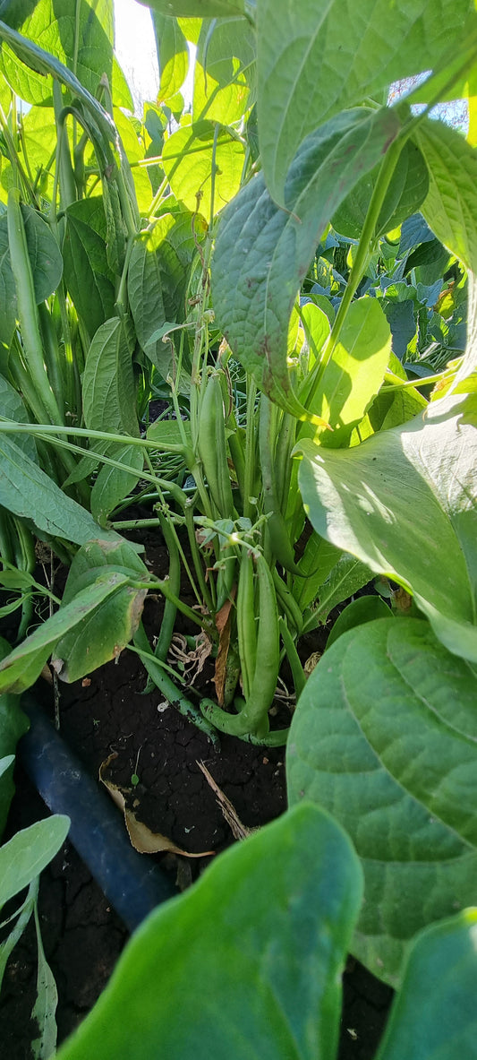 Haricot vert لوبيا خضرا