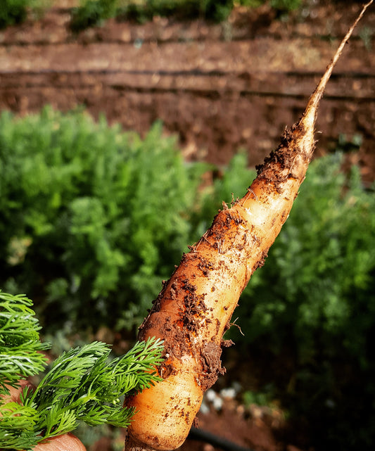 Carottes جزر