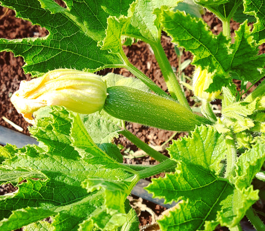 Courgette كرعة خضرة