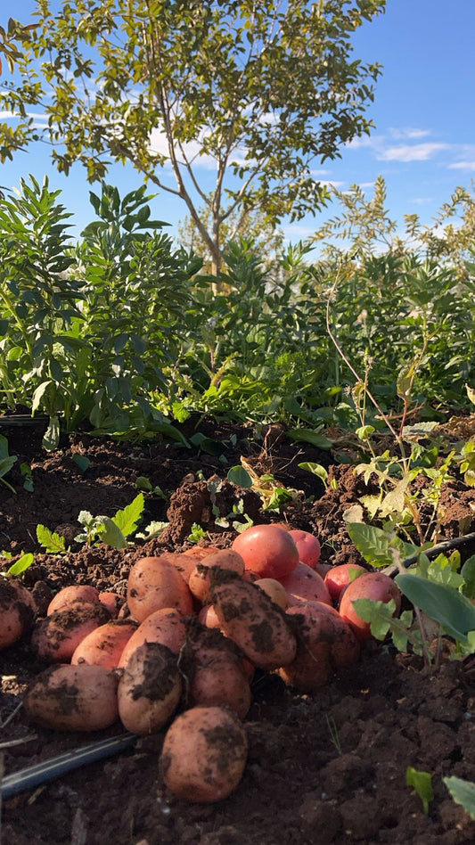 Pomme de terre بطاطا